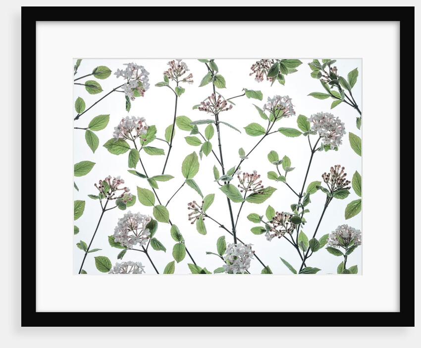 Viburnum Juddii flowers by Assaf Frank